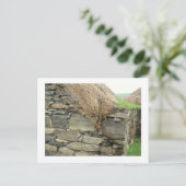 ブラックハウス – ルイス島ゲアラナン ポストカード (スタンド正面)