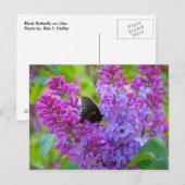 ブラックバタフライオン薄紫ポストカード ポストカード (正面/裏面)