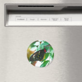 ブラックバタフライ自然 マグネット (インサイチュ (食洗機))