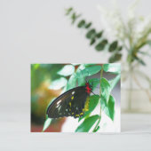 ブラックバタフライ ネイチャー ポストカード (スタンド正面)