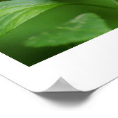 ブラックバタフライ ポスター (角)