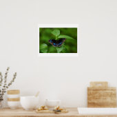 ブラックバタフライ ポスター (キッチン)