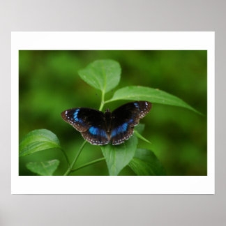 ブラックバタフライ ポスター