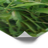 ブラックバックゴリラロープ ポスター (角)