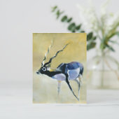 ブラックバックVelavadar 1997 ポストカード (スタンド正面)