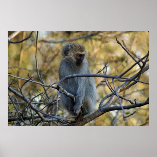 ブラックバブーン ポスター (正面)