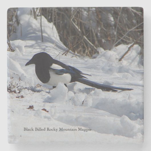 ブラックバードロッキーマウンテンマグパイ石コースター ストーンコースター (正面)