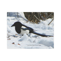 ブラックバードロッキーマウンテンマグピー