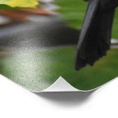 ブラックバード フォトプリント            (角)