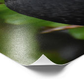 ブラックバード フォトプリント            (角)