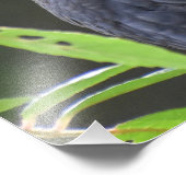 ブラックバード フォトプリント            (角)