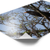 ブラックバード フォトプリント            (角)