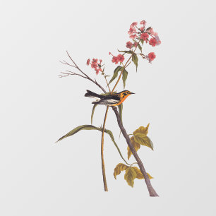 ブラックバーニアンワルブラーヴィンテージオードボンソンバードアート ウィンドウサイン