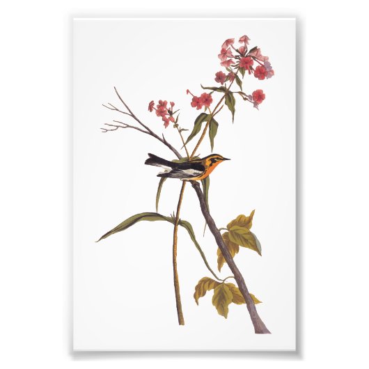 ブラックバーニアンワルブラーヴィンテージオードボンソンバードアート フォトプリント            (正面)