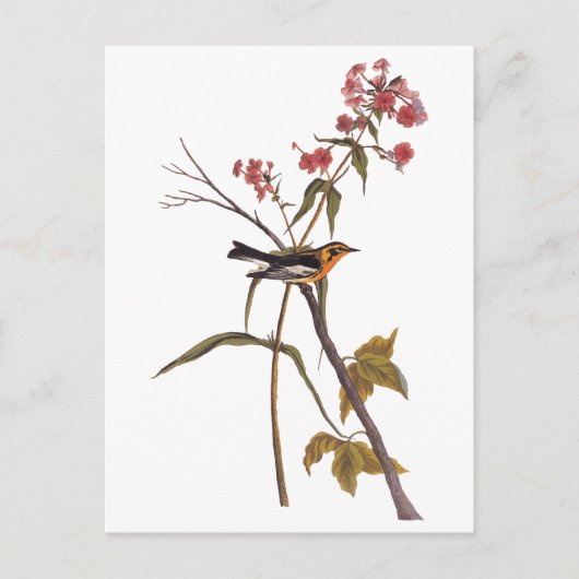 ブラックバーニアンワルブラーヴィンテージオードボンソンバードアート ポストカード (正面)
