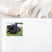 ブラックパグ敷設 ラベル (インサイチュ)