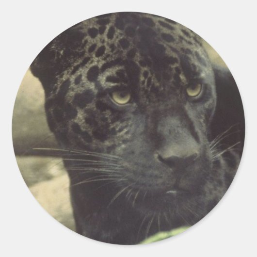 ブラックパンサーのステッカー ラウンドシール (正面)