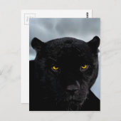 ブラックパンサーパンテラ ポストカード (正面/裏面)