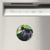 ブラックパンサーマクロ マグネット (インサイチュ (食洗機))