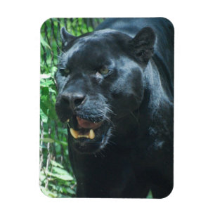 ブラックパンサー猫の報酬の磁石 マグネット