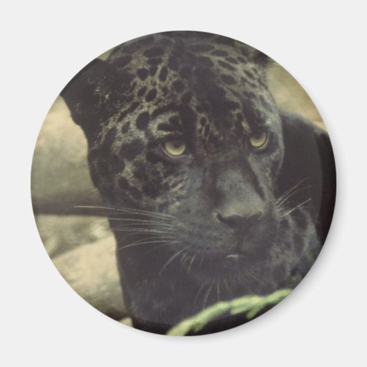 ブラックパンサー磁石 マグネット (正面)