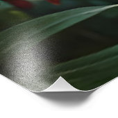 ブラックパンサー – ジャガーinジャングル赤い花 フォトプリント            (角)