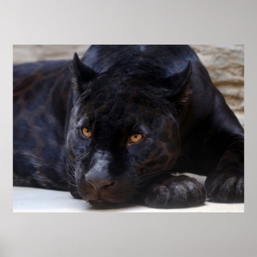 ブラックパンサー ポスター (正面)