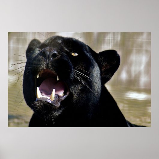 ブラックパンサー ポスター (正面)