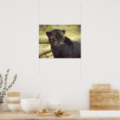 ブラックヒョウin the wild ポスター (キッチン)