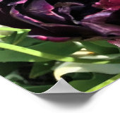 ブラックヒーローチューリップ(オレゴン) ポスター (角)