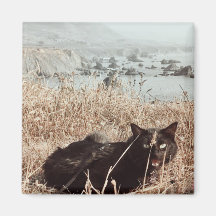 ブラックビーチ猫