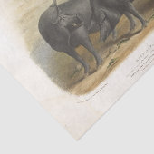 ブラックピッグスエフエマデクページヴィンテージファーム 薄葉紙 (詳細)