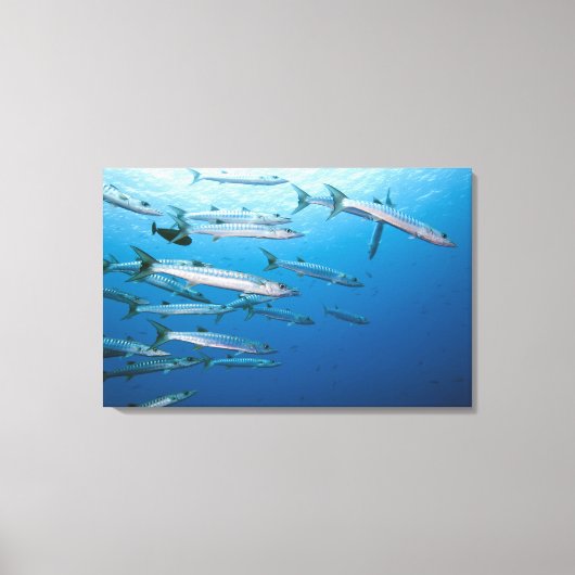 ブラックフィン・バラクーダ(Sphyraena qenie) キャンバスプリント (正面)