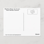 ブラックフェイス羊, ルイス島, アウター・ヘブリディーズ諸島, スコットランド ポストカード (裏面)