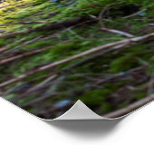 ブラックフォレストのサンビーム ポスター (角)