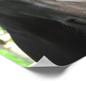 ブラックフライシア馬のポスタープリント ポスター (角)