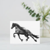 ブラックフリシアのスタリオン – フリーザの馬はがき ポストカード (スタンド正面)