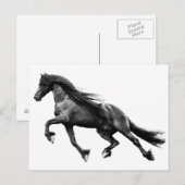 ブラックフリシアのスタリオン – フリーザの馬はがき ポストカード (正面/裏面)