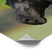 ブラックフリシアンホーススタリオンヘッドショット ポスター (角)