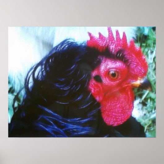 ブラックフリズル(Bugsy) ポスター (正面)