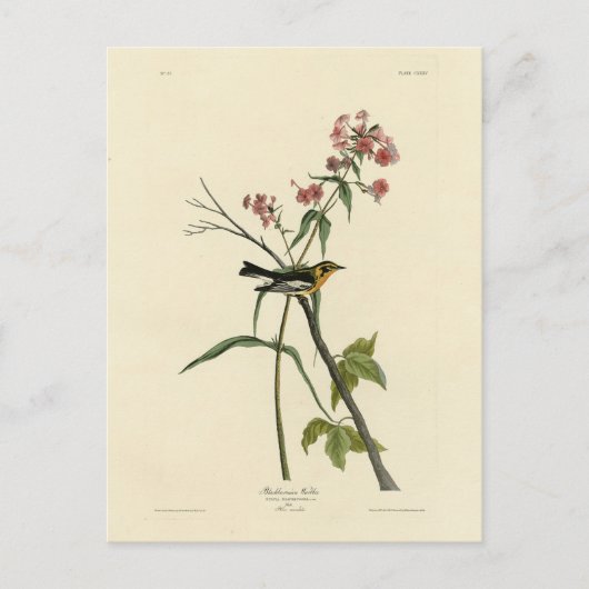 ブラックブルニアンウォーブラー – オードボンズバーズオブアメリカ ポストカード (正面)