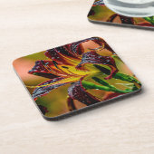 "ブラックプラッシュ"デイリリー コースター (左側)