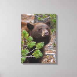 ブラックベアとブロンドカラー キャンバスプリント