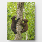 ブラックベアカブス登山ツリー フォトプラーク (正面)