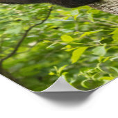 ブラックベアカブス登山ツリー ポスター (角)