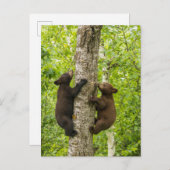 ブラックベアカブス登山ツリー ポストカード (正面/裏面)