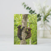 ブラックベアカブス登山ツリー ポストカード (スタンド正面)