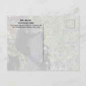 ブラックベアカブ登山パインツリービッグベンドNP ポストカード (裏面)