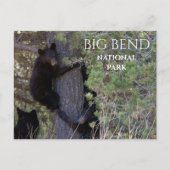 ブラックベアカブ登山パインツリービッグベンドNP ポストカード (正面)