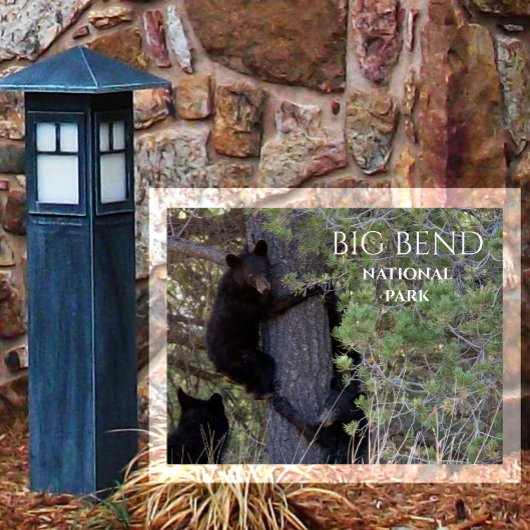 ブラックベアカブ登山パインツリービッグベンドNP ポストカード